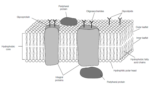 2463_Lipid domains.png